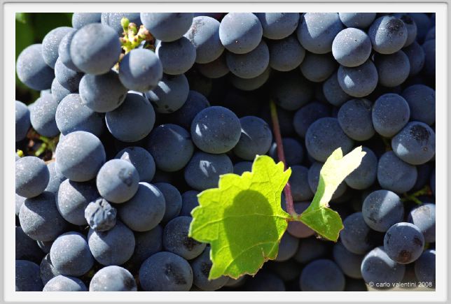 tenuta_di_arceno854