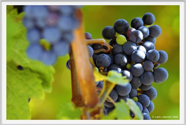 tenuta_di_arceno855
