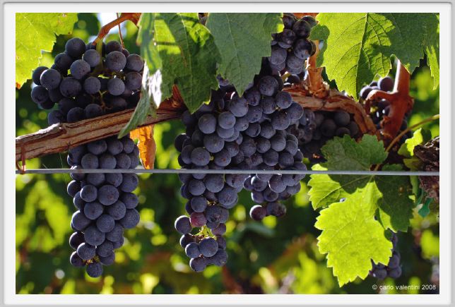 tenuta_di_arceno768