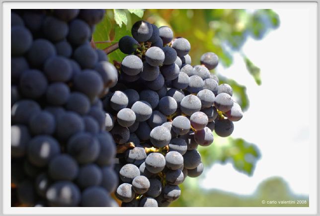 tenuta_di_arceno858