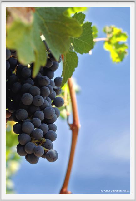 tenuta_di_arceno859