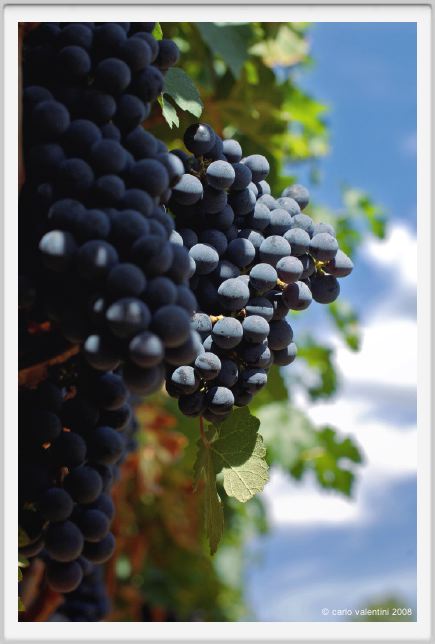 tenuta_di_arceno864