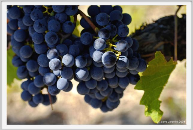tenuta_di_arceno868