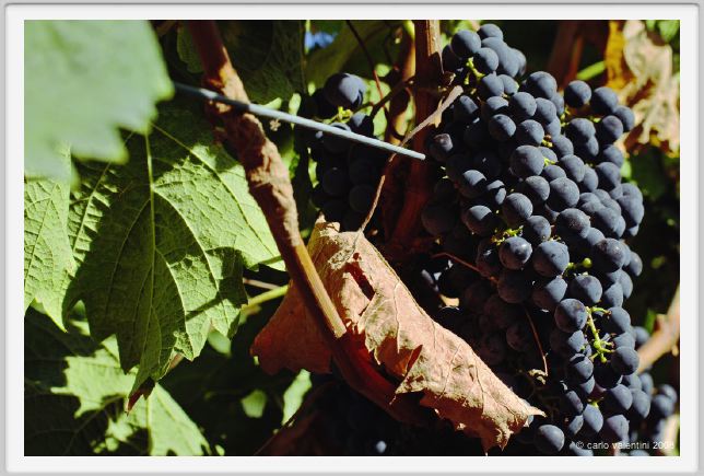 tenuta_di_arceno769