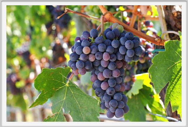 tenuta_di_arceno871