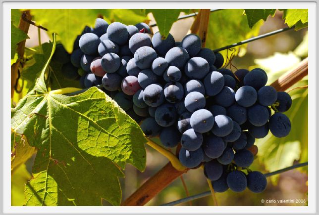 tenuta_di_arceno873