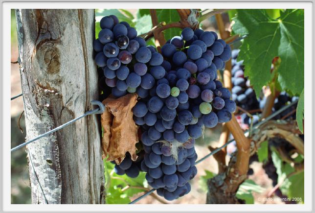 tenuta_di_arceno874