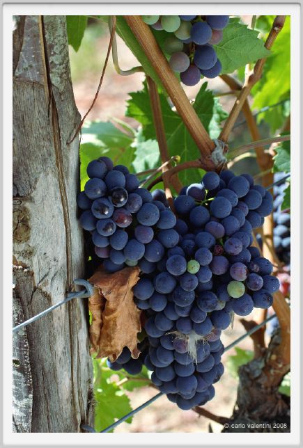 tenuta_di_arceno875
