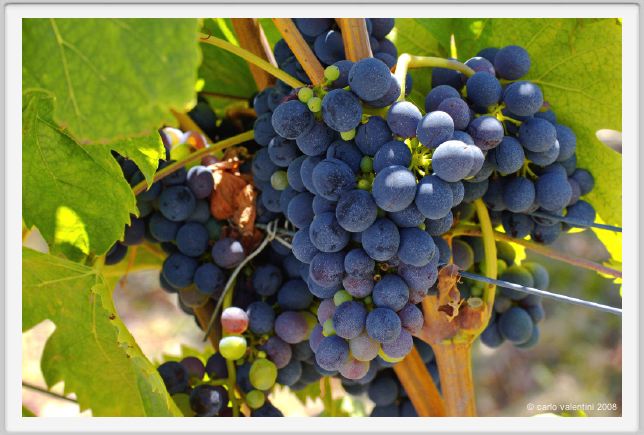 tenuta_di_arceno876