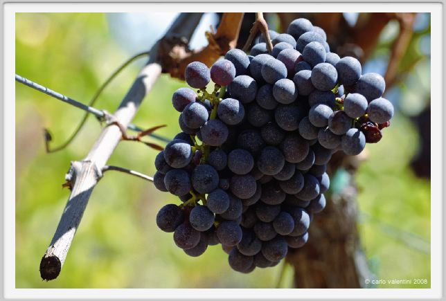 tenuta_di_arceno878