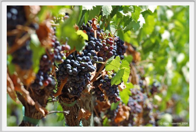tenuta_di_arceno879