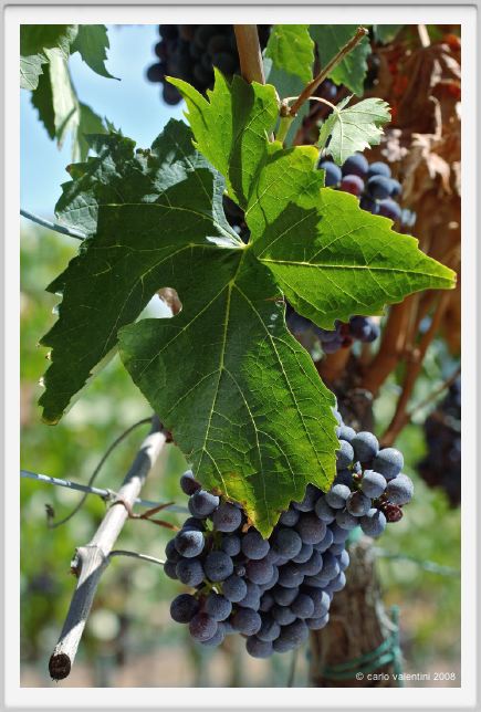 tenuta_di_arceno882