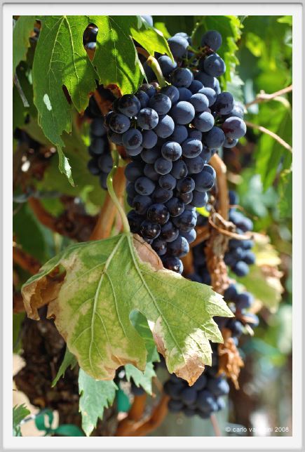 tenuta_di_arceno883