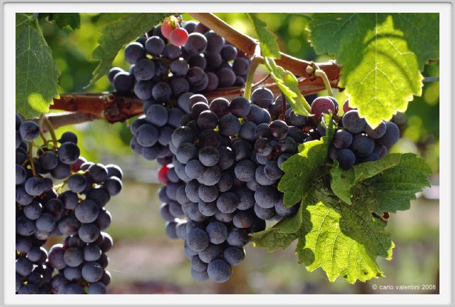 tenuta_di_arceno770