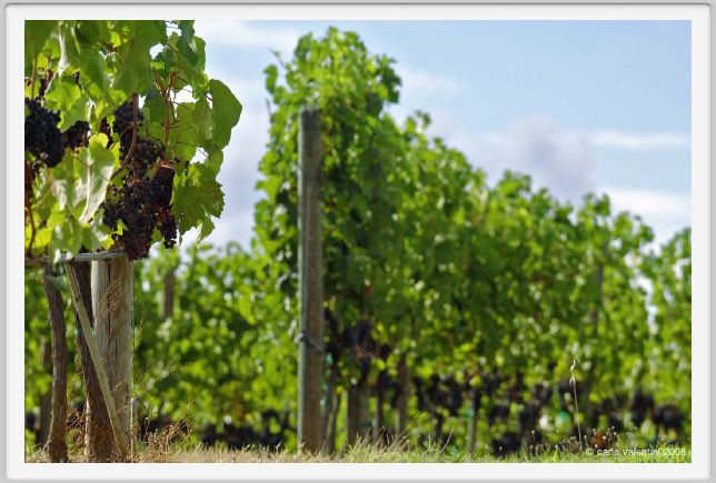 tenuta_di_arceno887
