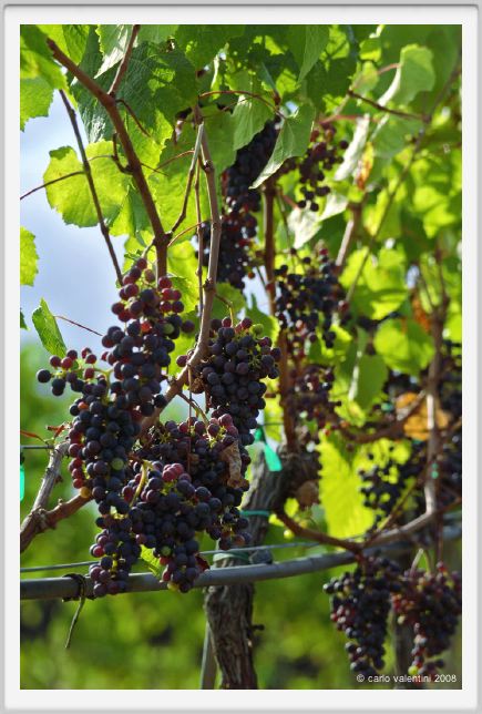 tenuta_di_arceno889