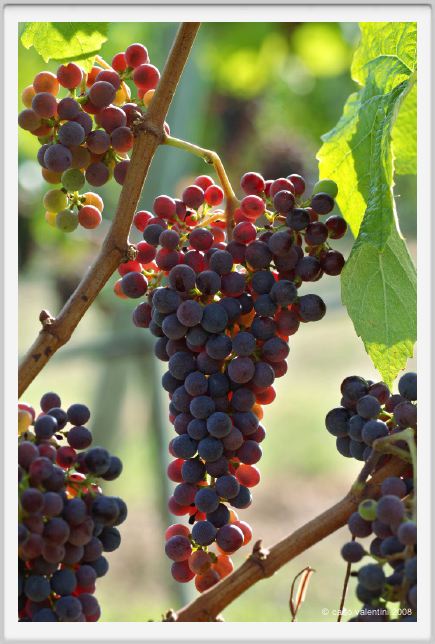 tenuta_di_arceno891