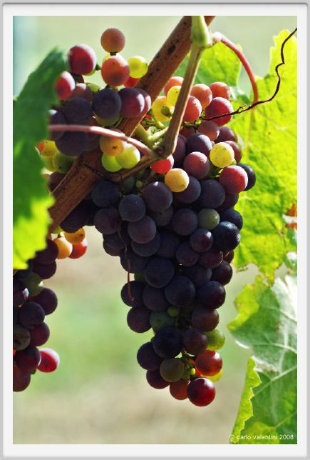 tenuta_di_arceno893