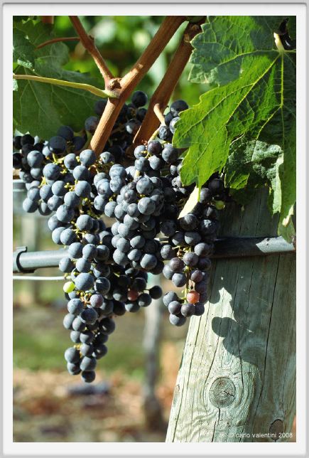 tenuta_di_arceno894