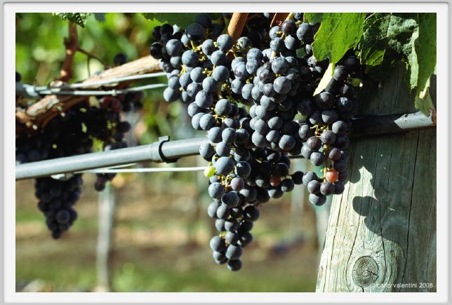 tenuta_di_arceno895