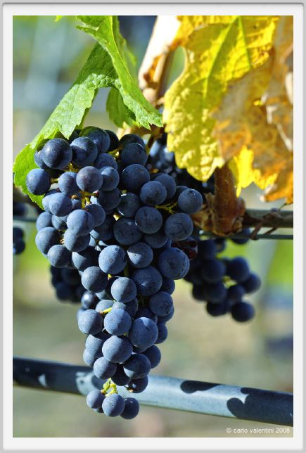tenuta_di_arceno896