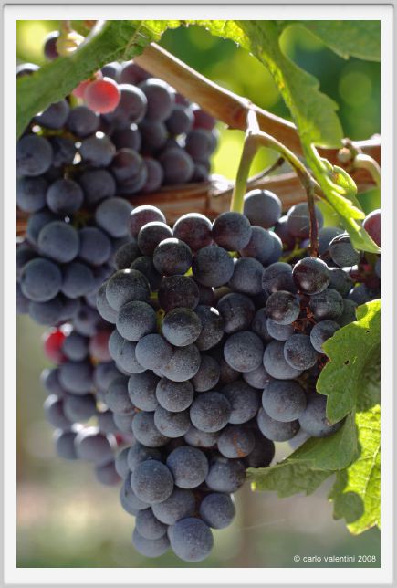 tenuta_di_arceno771