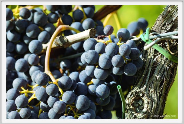 tenuta_di_arceno899