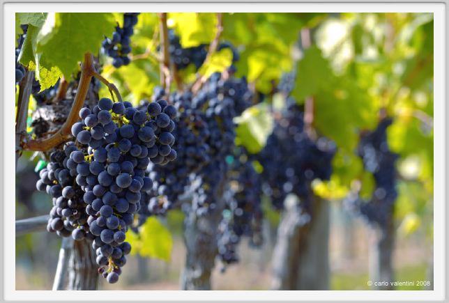 tenuta_di_arceno901