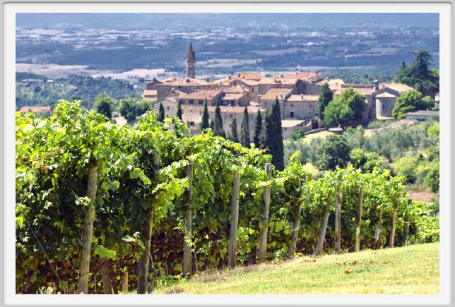 tenuta_di_arceno905