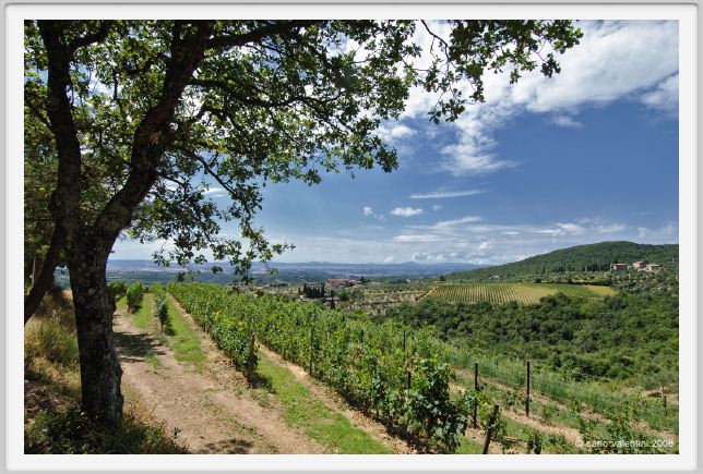 tenuta_di_arceno917
