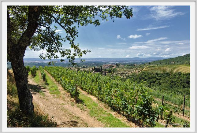 tenuta_di_arceno918