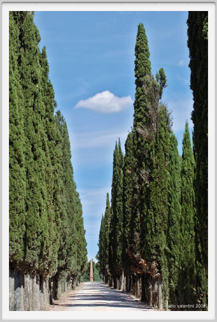 tenuta_di_arceno907