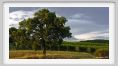 tenuta_di_arceno951