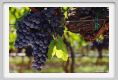 tenuta_di_arceno772