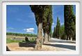 tenuta_di_arceno908