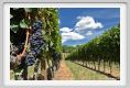 tenuta_di_arceno914