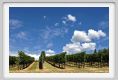 tenuta_di_arceno915