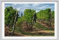 tenuta_di_arceno920