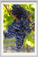 tenuta_di_arceno773