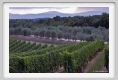 tenuta_di_arceno922