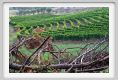 tenuta_di_arceno955