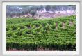 tenuta_di_arceno924