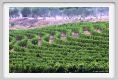 tenuta_di_arceno925
