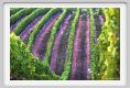 tenuta_di_arceno926