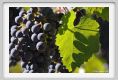 tenuta_di_arceno774