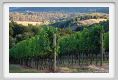 tenuta_di_arceno940
