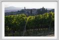 tenuta_di_arceno941