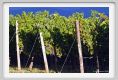 tenuta_di_arceno942