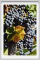 tenuta_di_arceno775