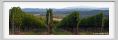 tenuta_di_arceno943